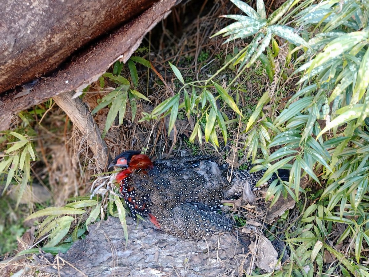 Western Tragopan - ML585543561