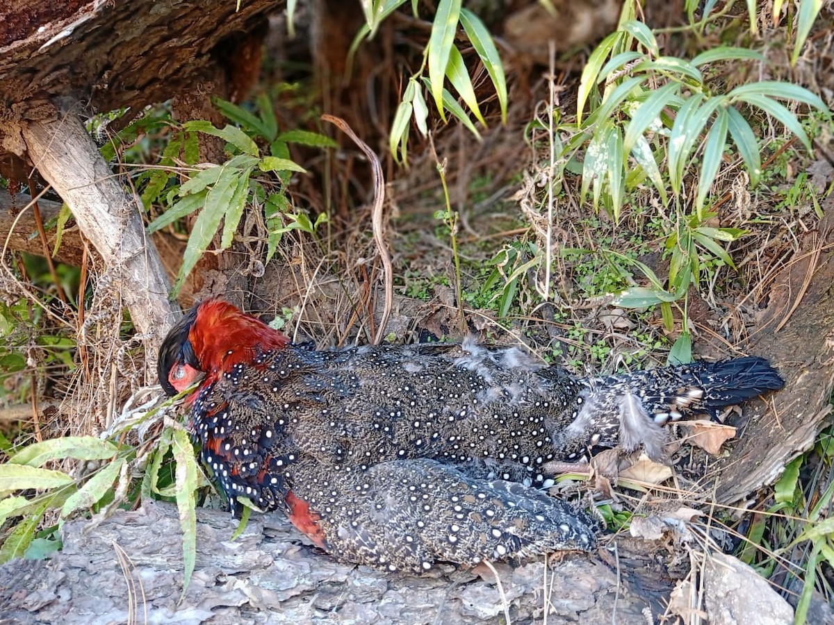 Western Tragopan - ML585543571