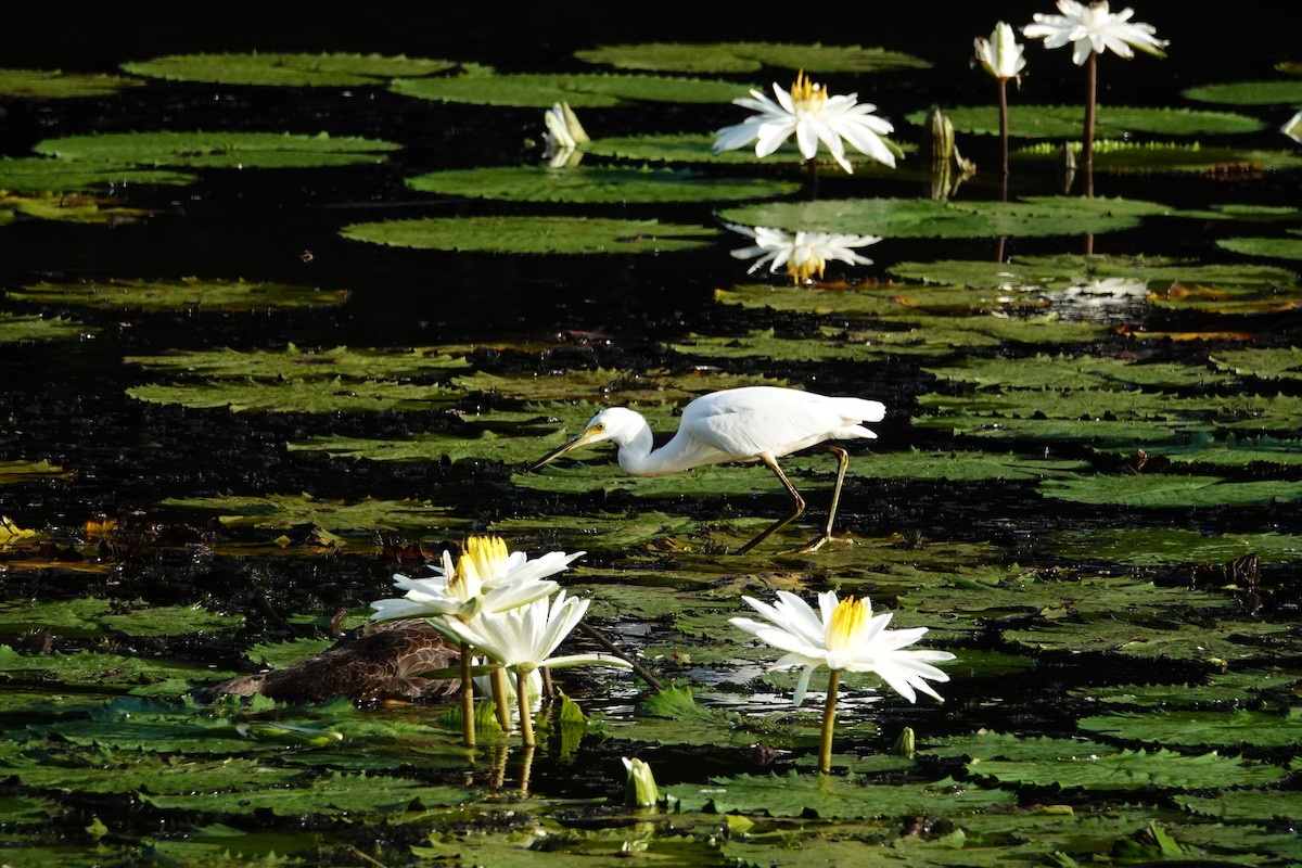 Хурган дэглий - ML585544101