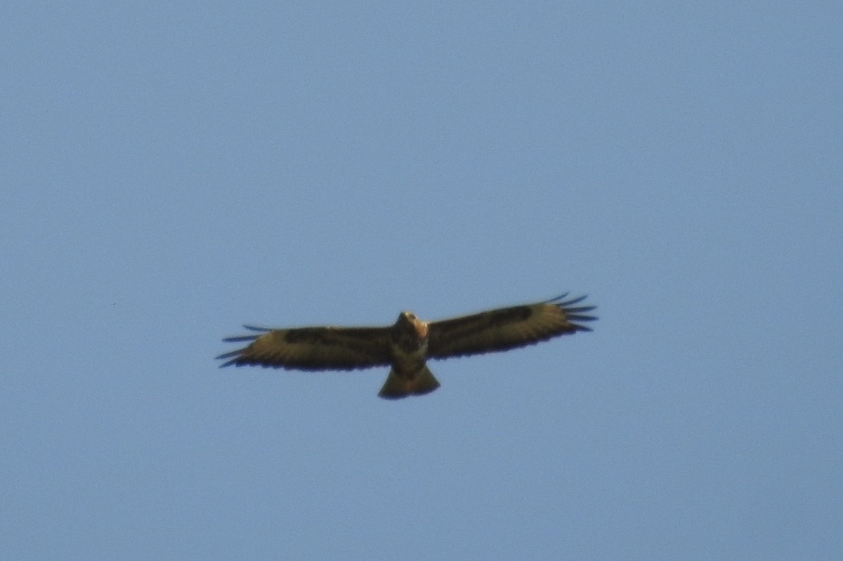 Ойн сар - ML585544531