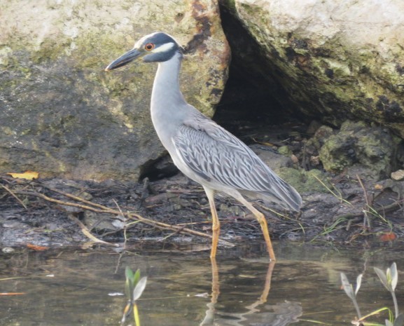 Yellow-crowned Night Heron - ML585544981