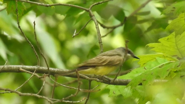 Cassin's Kingbird - ML585545171