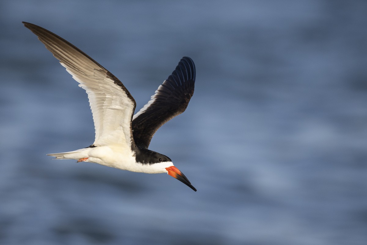 Black Skimmer - Michael Stubblefield