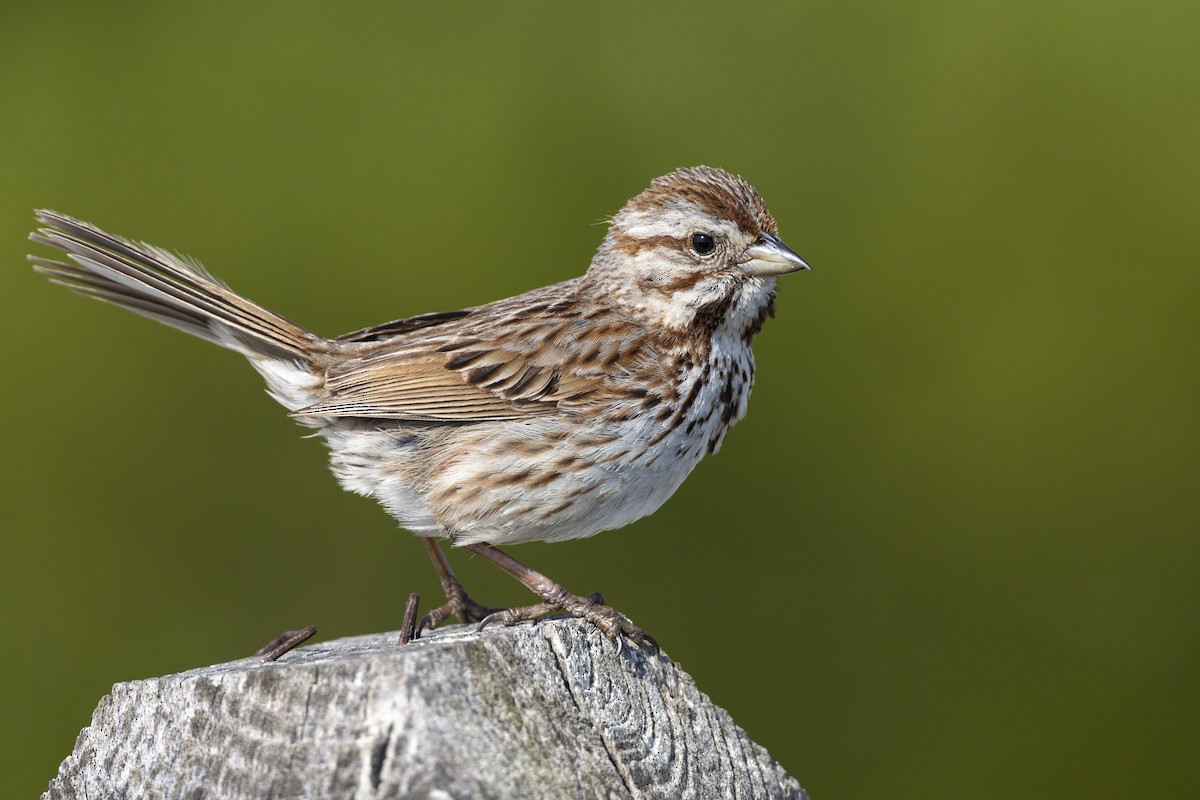 Song Sparrow (melodia/atlantica) - ML585548321