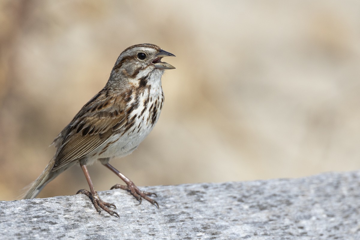 Song Sparrow (melodia/atlantica) - ML585548341