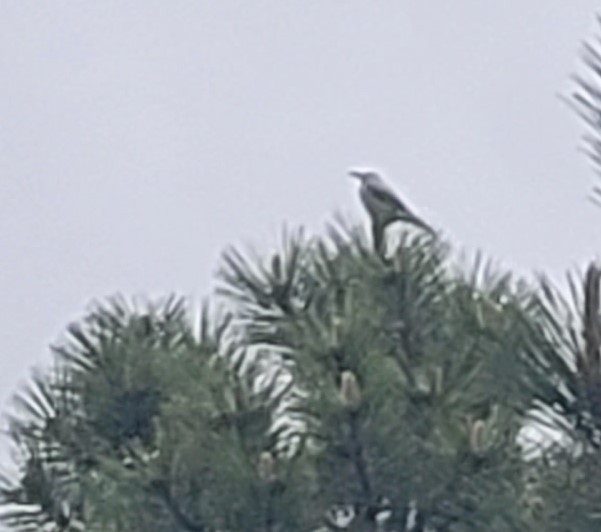 Clark's Nutcracker - ML585548781