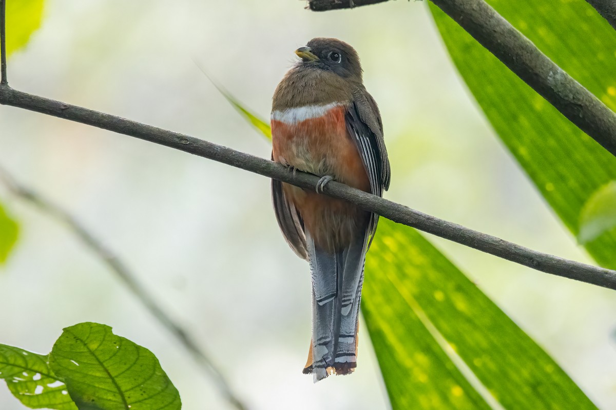 Collared Trogon - ML585549061