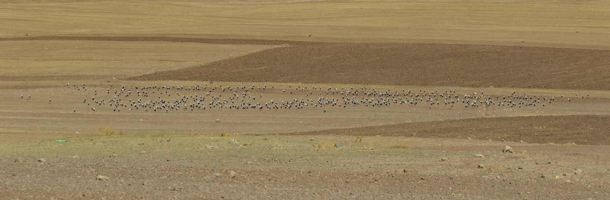 White Stork - Mohamad javad Rostami ahmadvandi