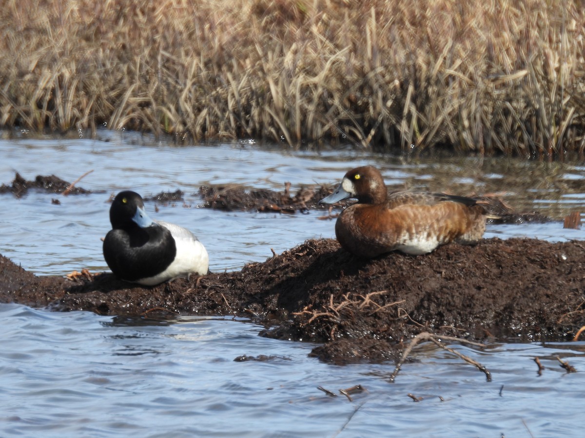 Greater Scaup - ML585549881