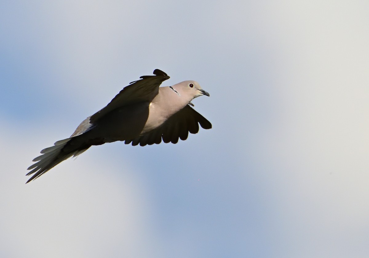 Eurasian Collared-Dove - Mu Sano