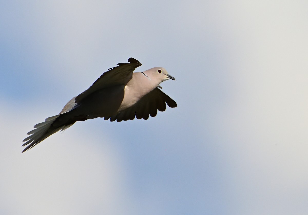 Eurasian Collared-Dove - ML585549971