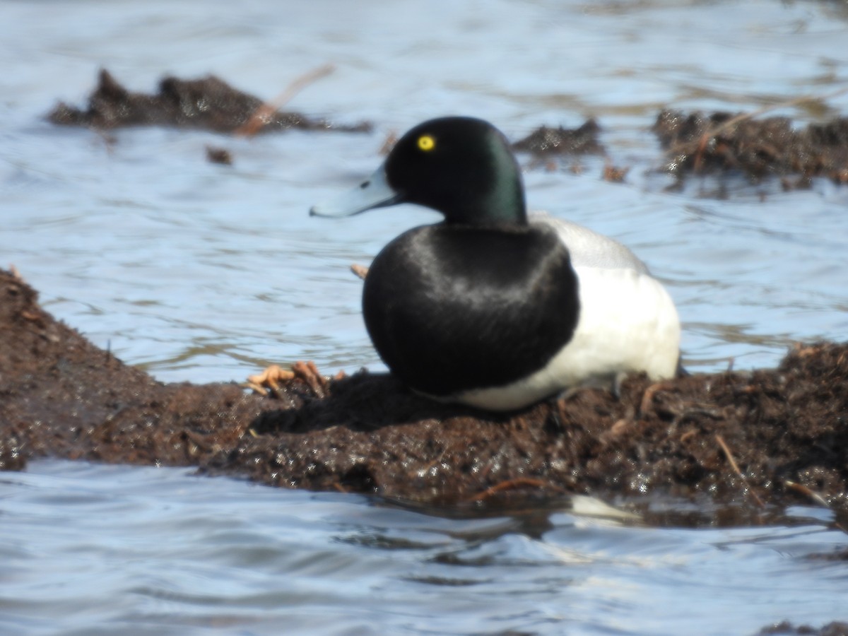 Greater Scaup - ML585550111