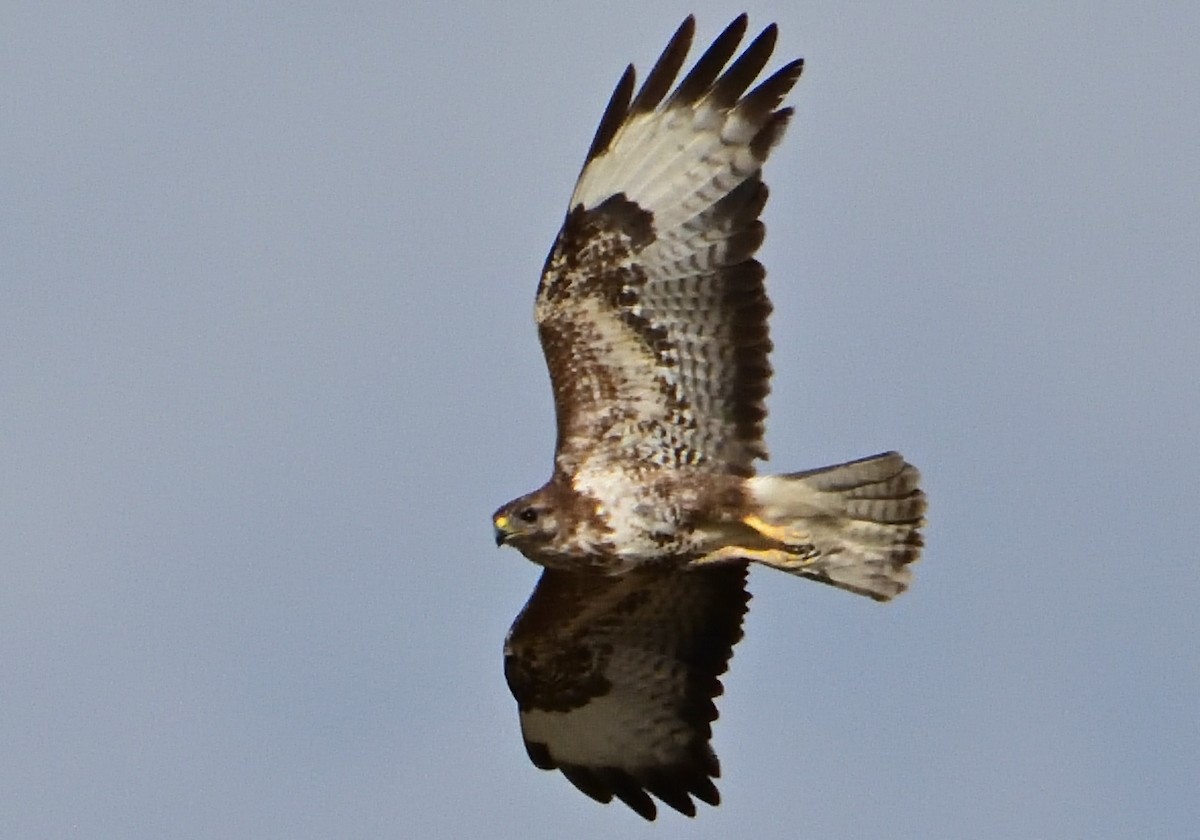 Common Buzzard - ML585551031