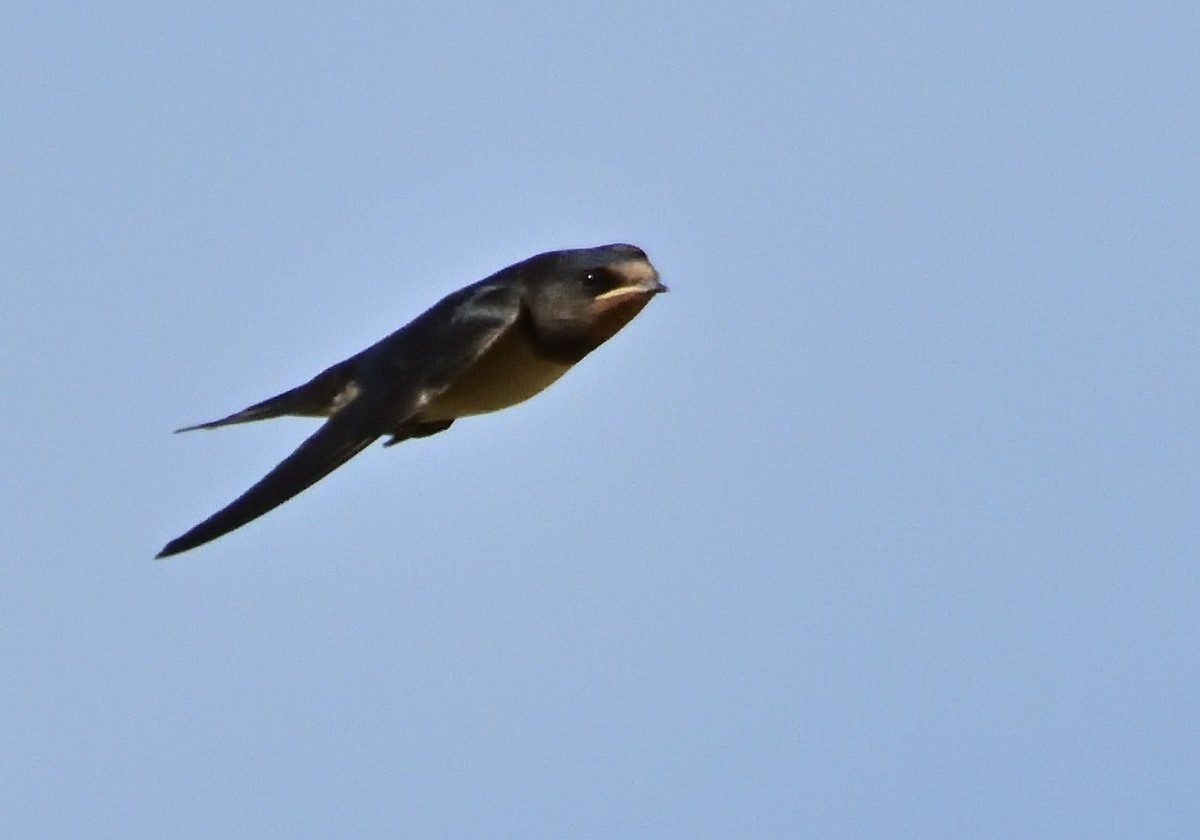 Barn Swallow - Mu Sano