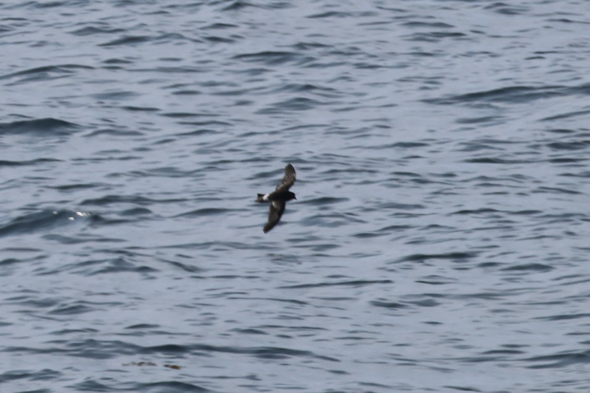 Wilson's Storm-Petrel - chel sea