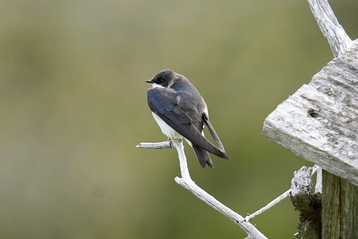 Tree Swallow - Bob Plohr