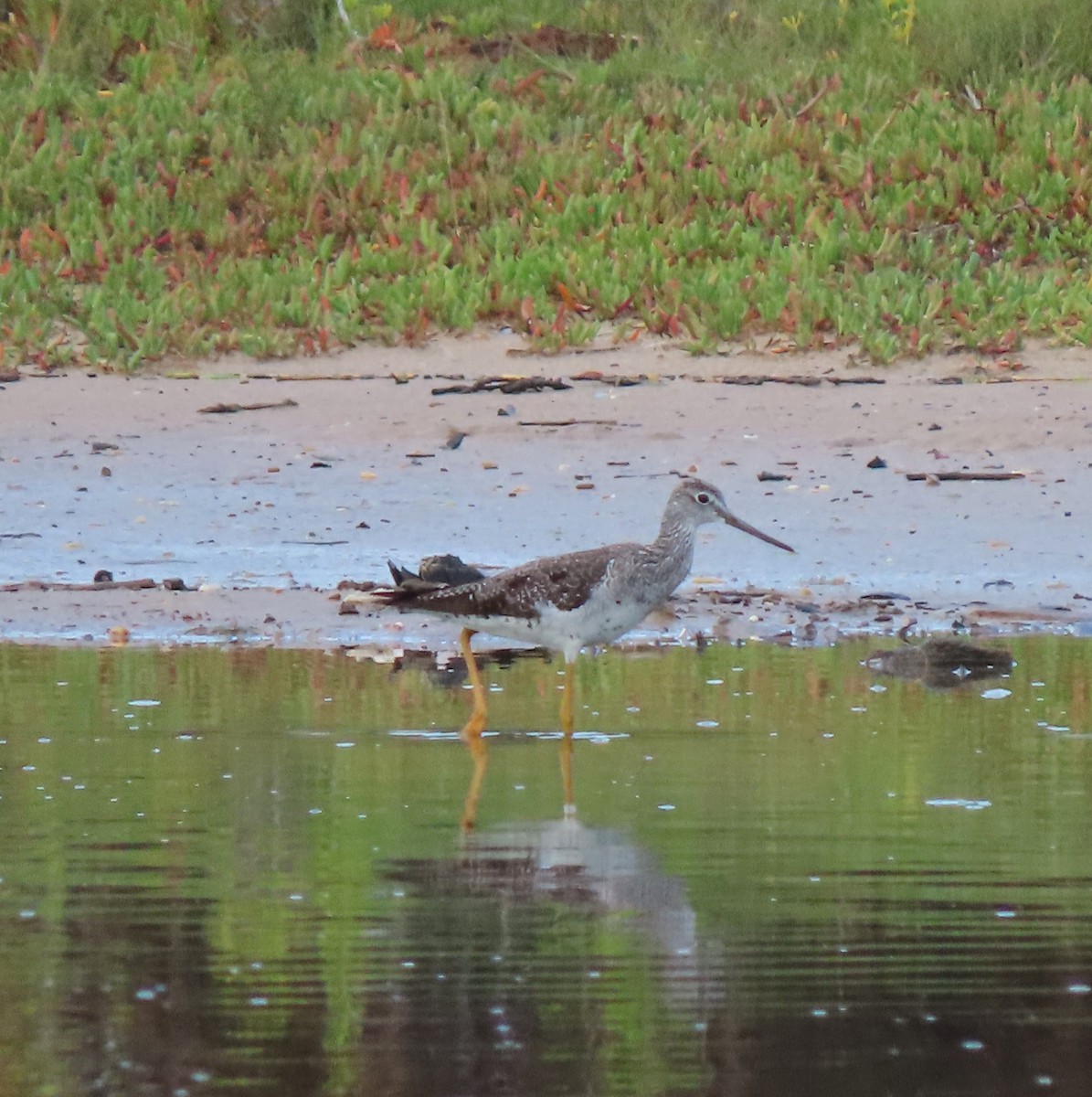 Greater Yellowlegs - ML585553421