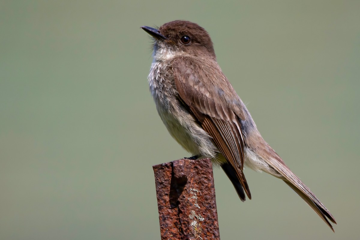 Eastern Phoebe - ML585553621