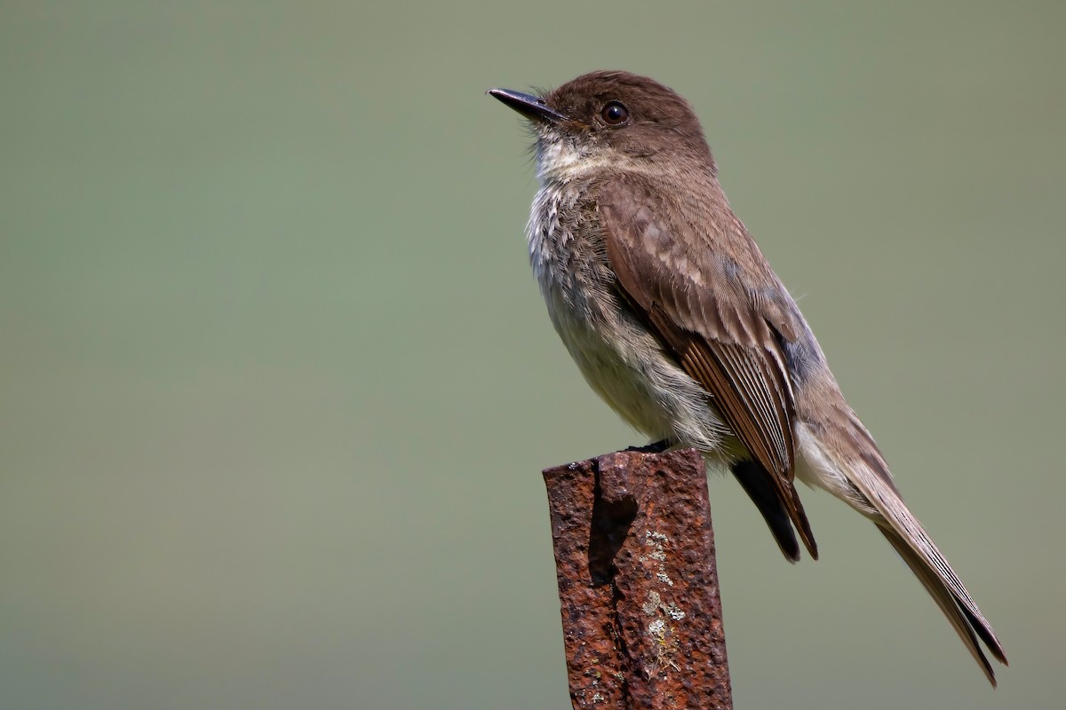 Eastern Phoebe - ML585553631