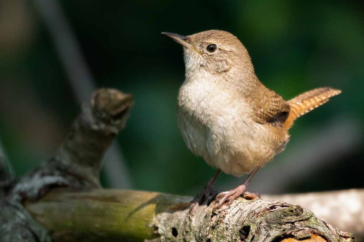 Northern House Wren - ML585553691