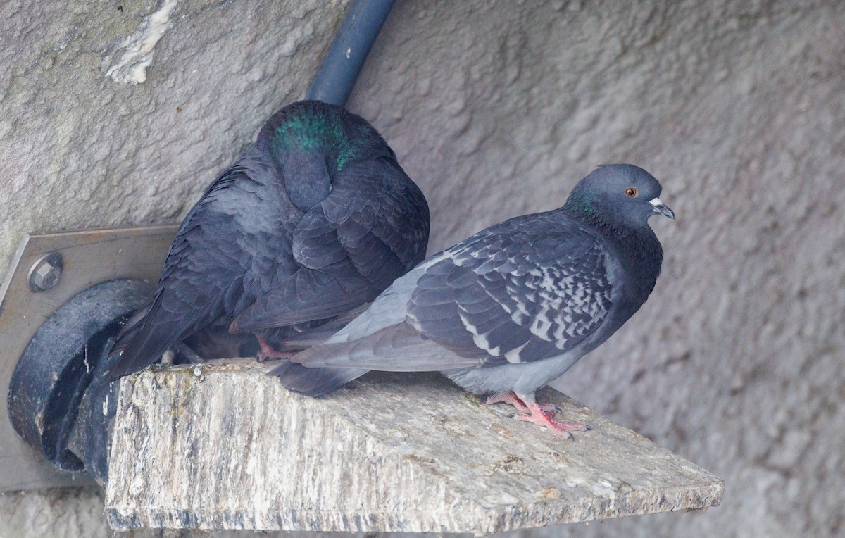 Pigeon biset (forme domestique) - ML585553831