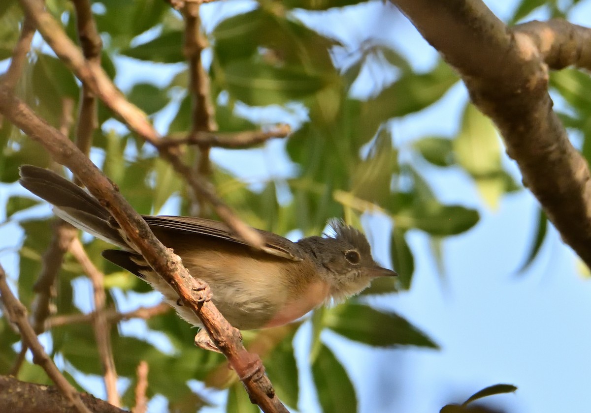 Western Subalpine Warbler - Mu Sano