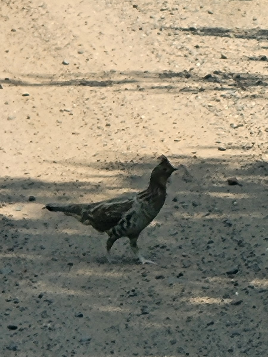 Ruffed Grouse - ML585554231