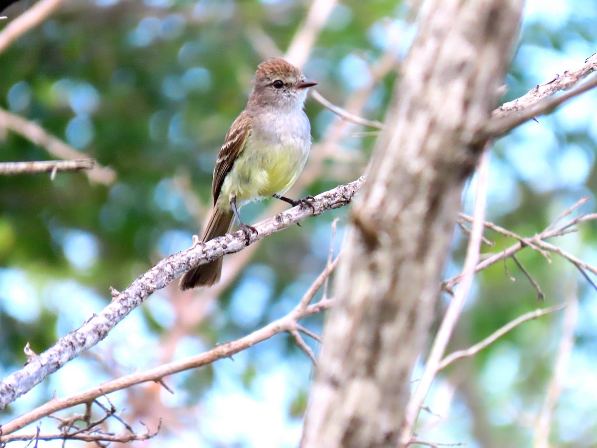 Northern Scrub-Flycatcher - ML585554411