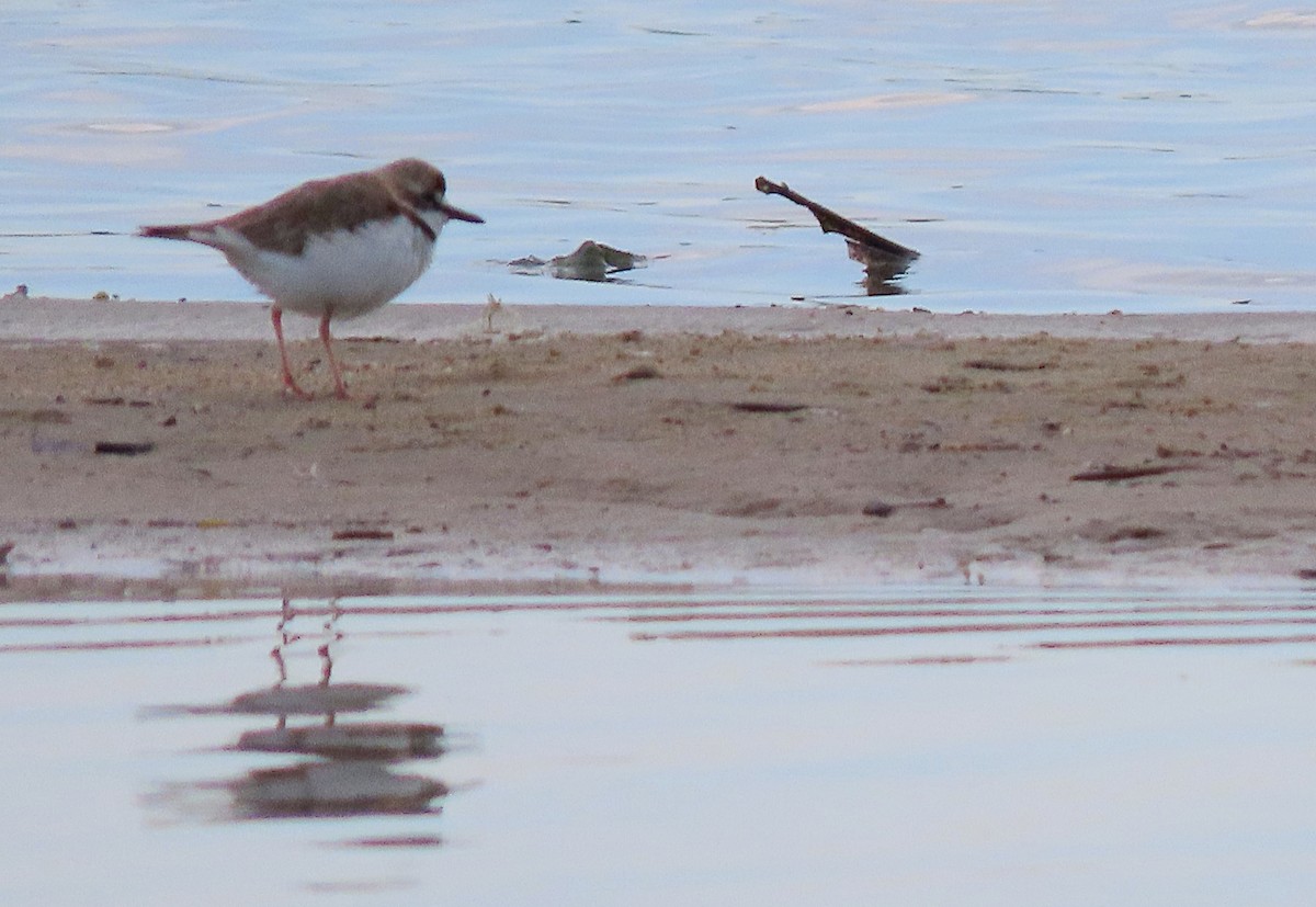 Collared Plover - ML585554571