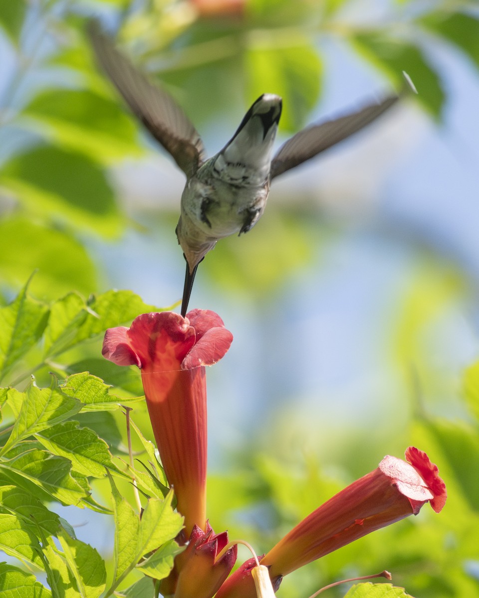 Ruby-throated Hummingbird - Gary Hofing