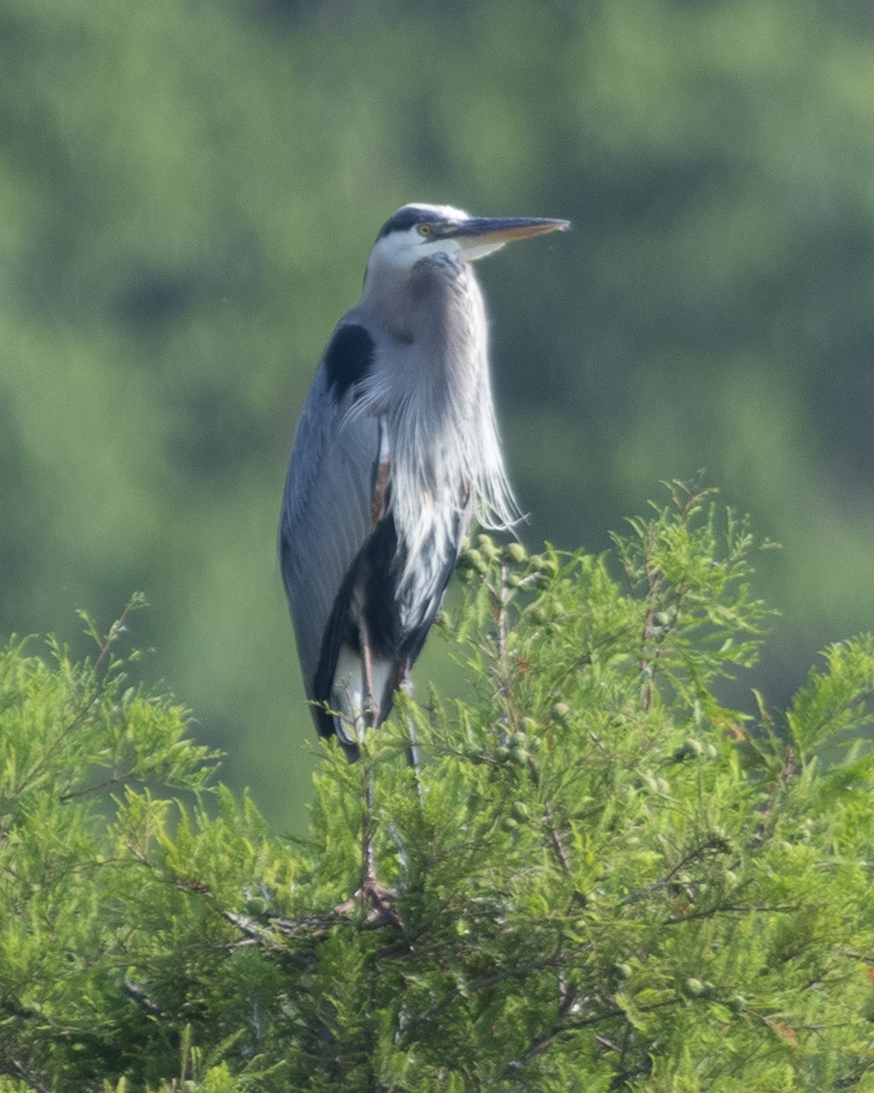 Great Blue Heron - ML585554921