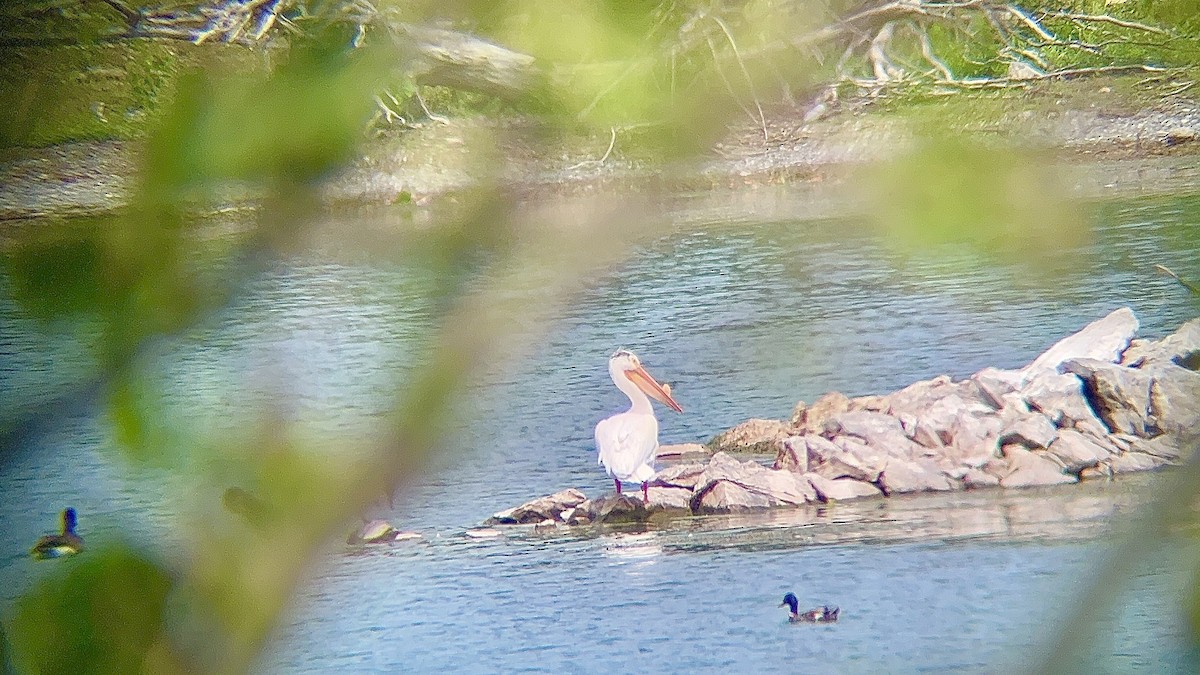 American White Pelican - ML585555221