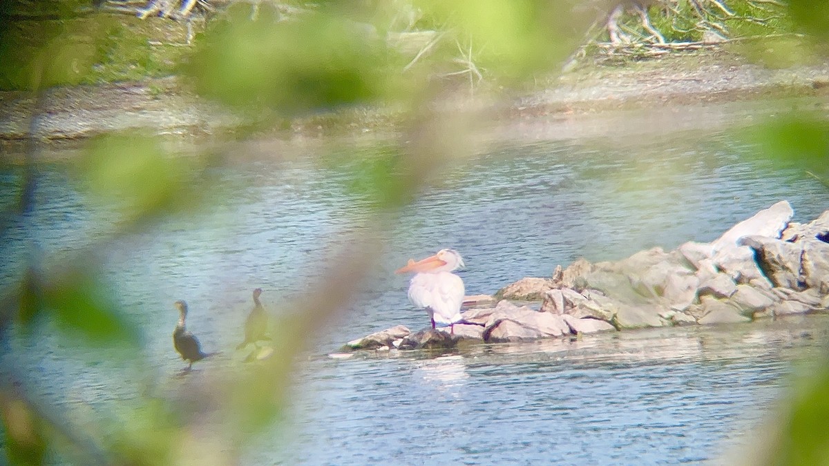 American White Pelican - ML585555231