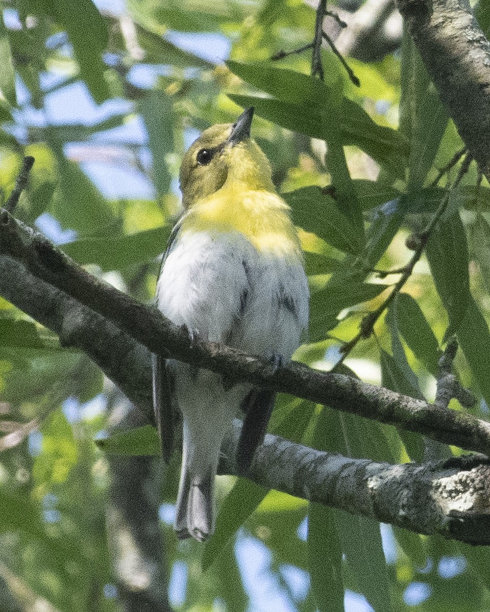 Yellow-throated Vireo - ML585555341