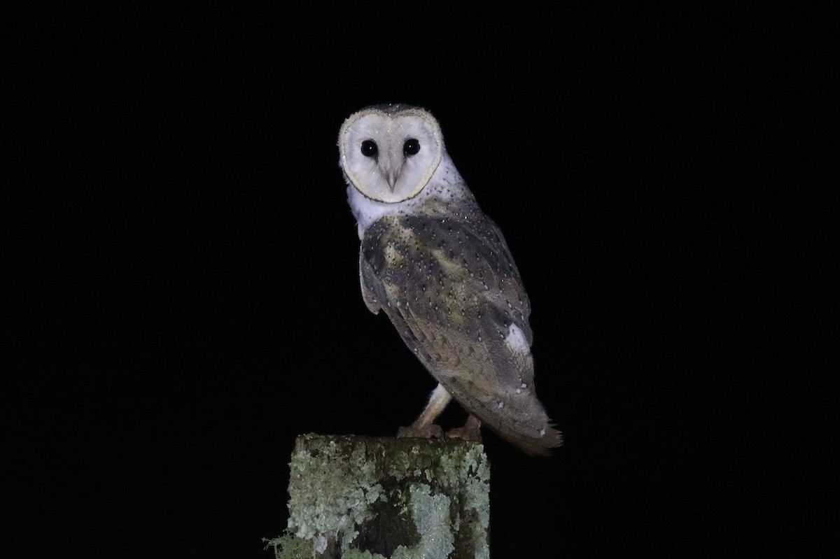 Barn Owl - Wayne Paes