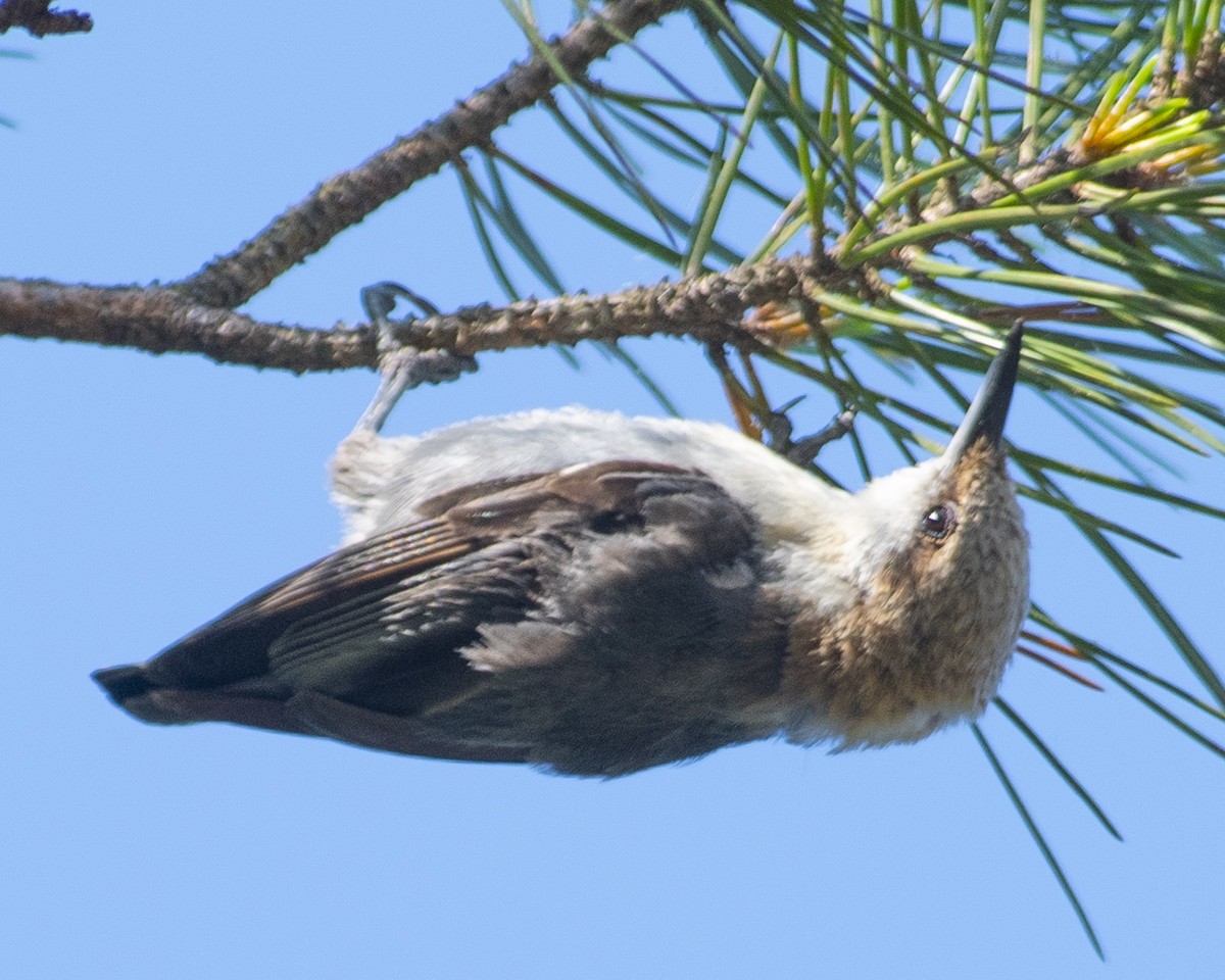 Brown-headed Nuthatch - ML585555501