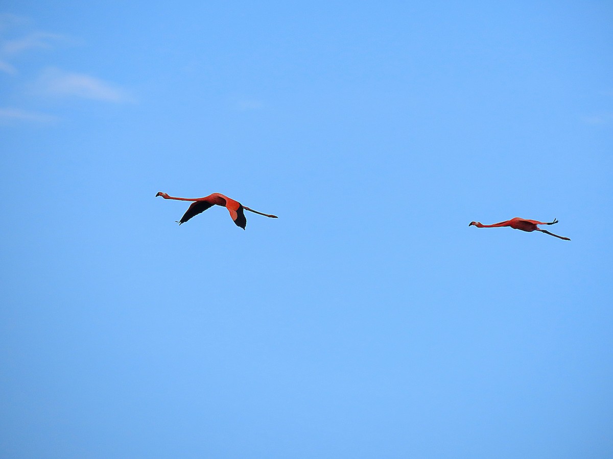 American Flamingo - ML585555551