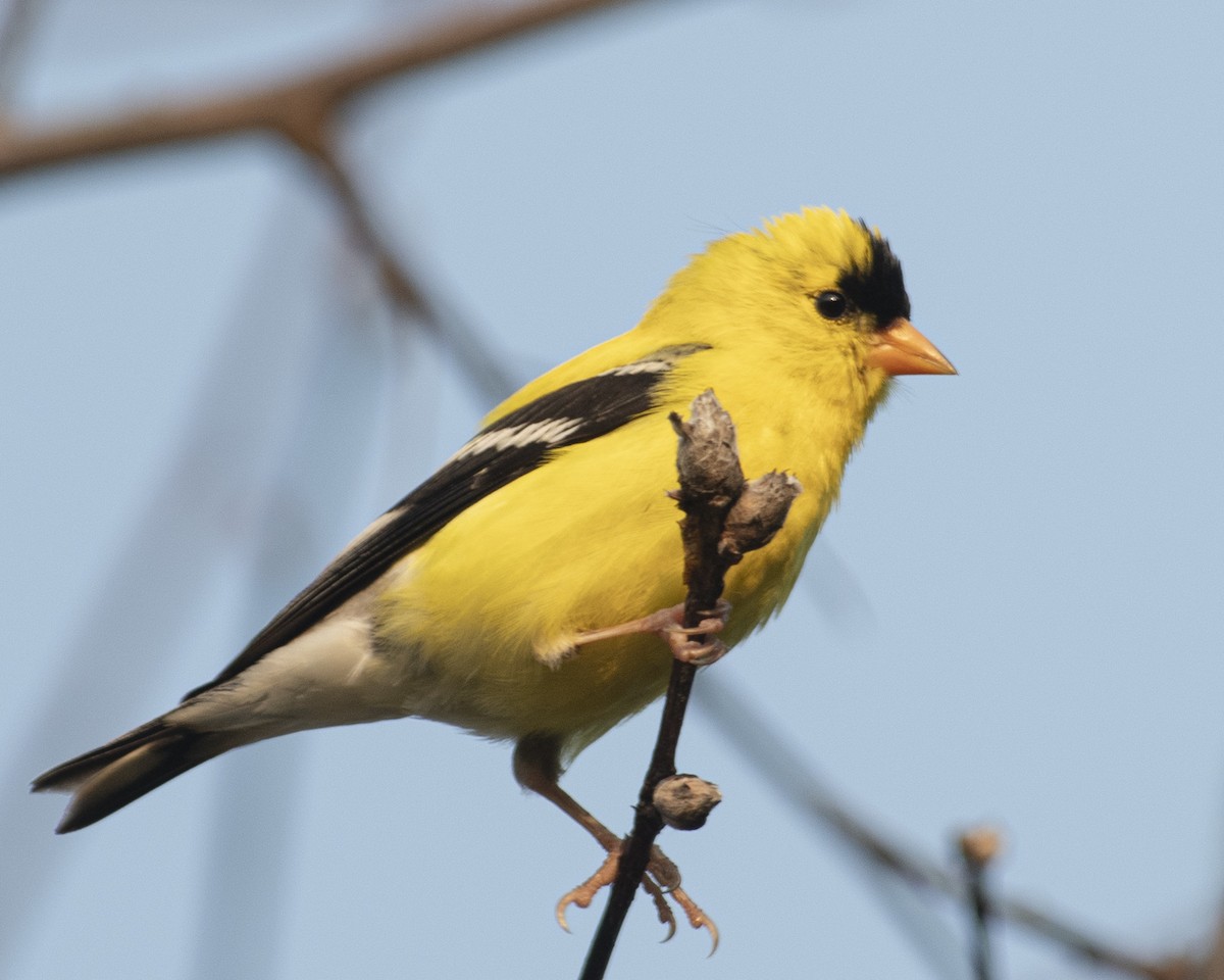 American Goldfinch - ML585555701