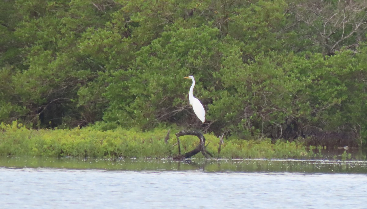 Great Egret - Manuel Pérez R.