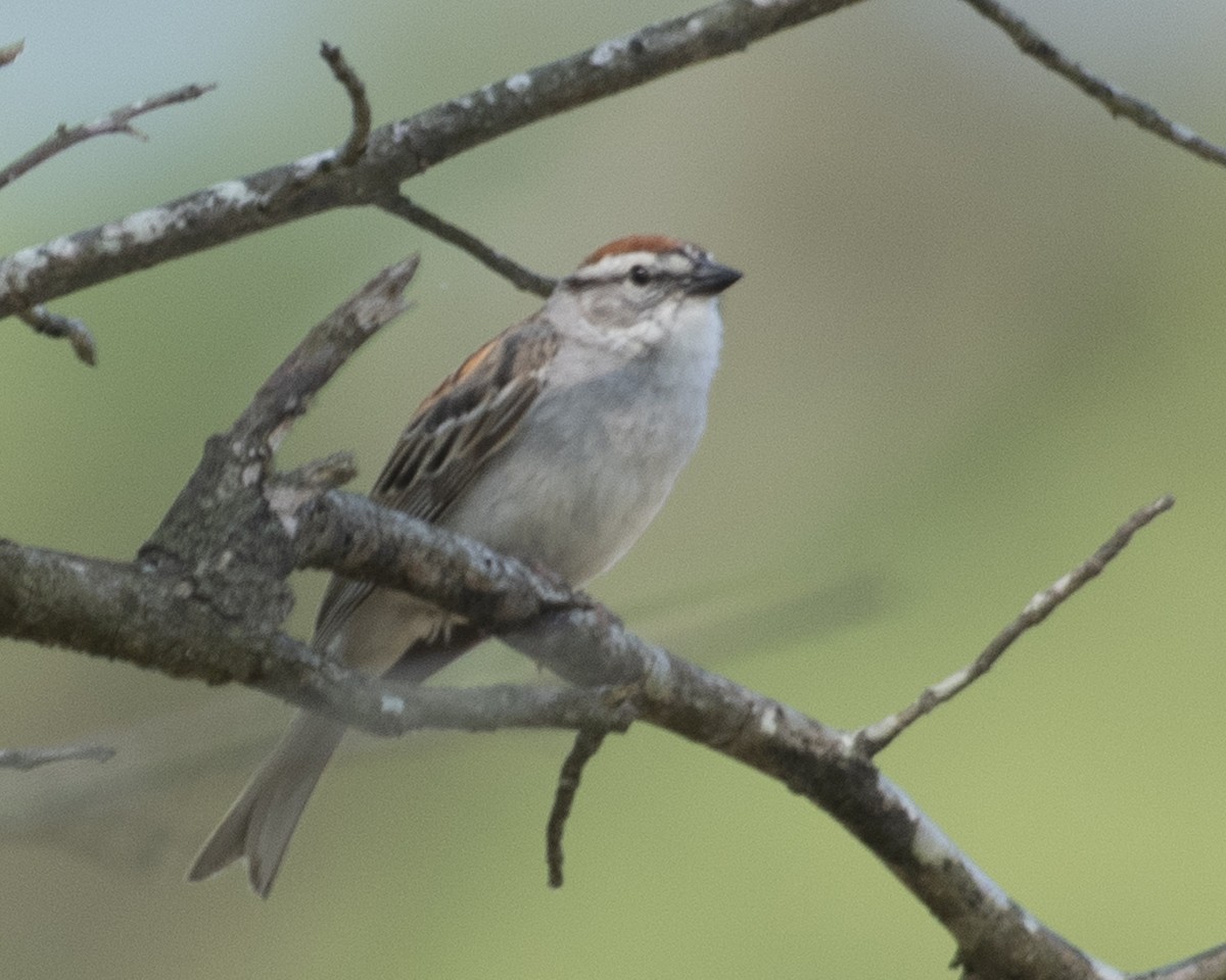 Chipping Sparrow - ML585555801
