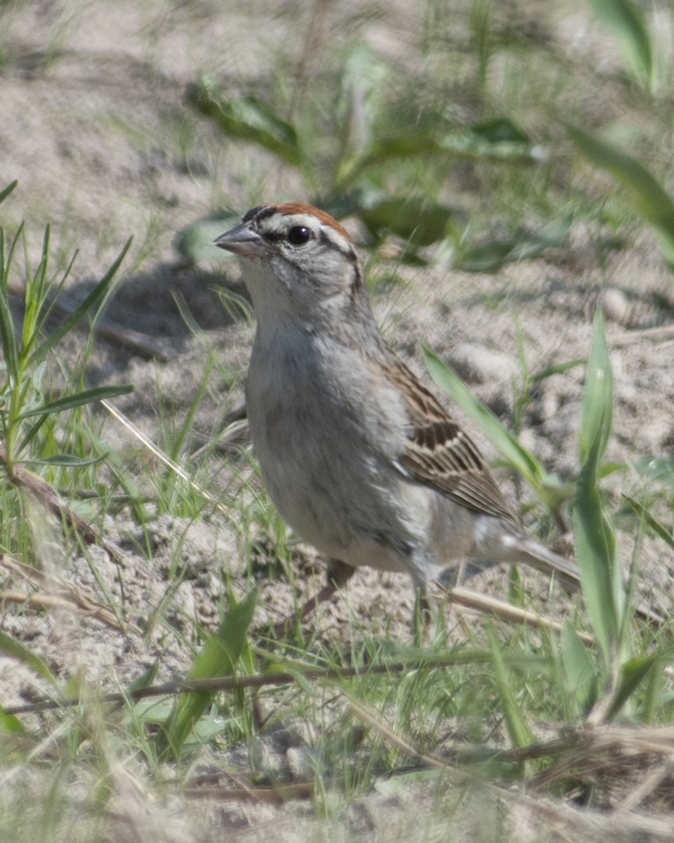 Chipping Sparrow - ML585555811