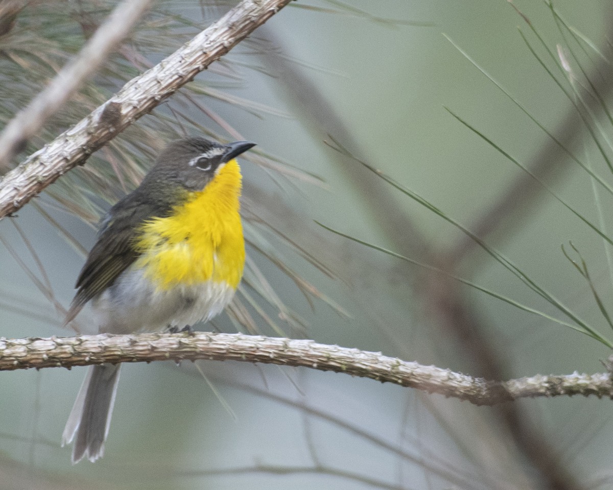 Yellow-breasted Chat - ML585556011