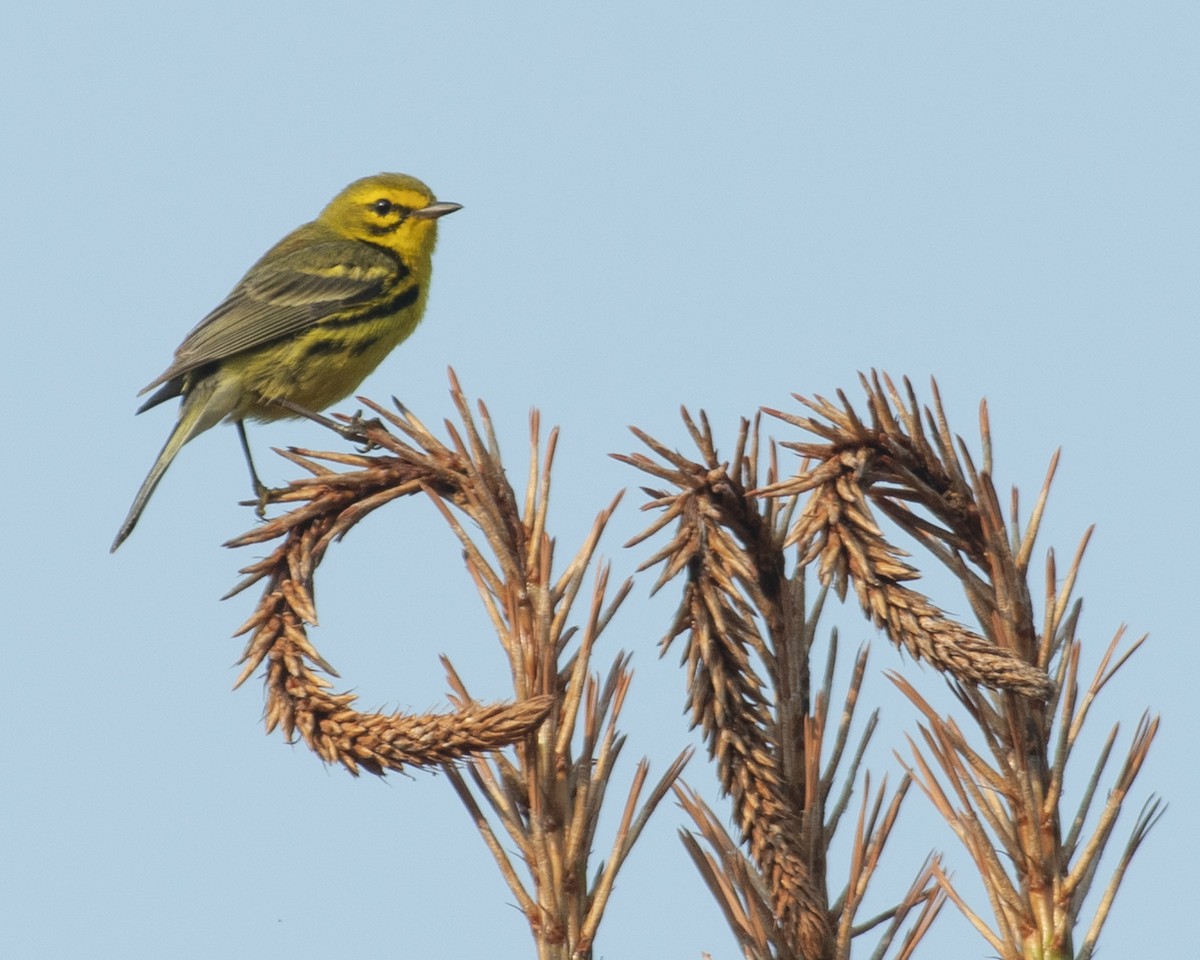 Prairie Warbler - ML585556141