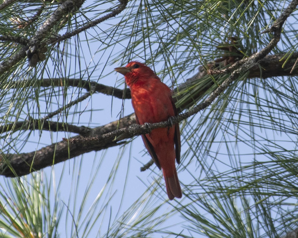 Summer Tanager - ML585556231