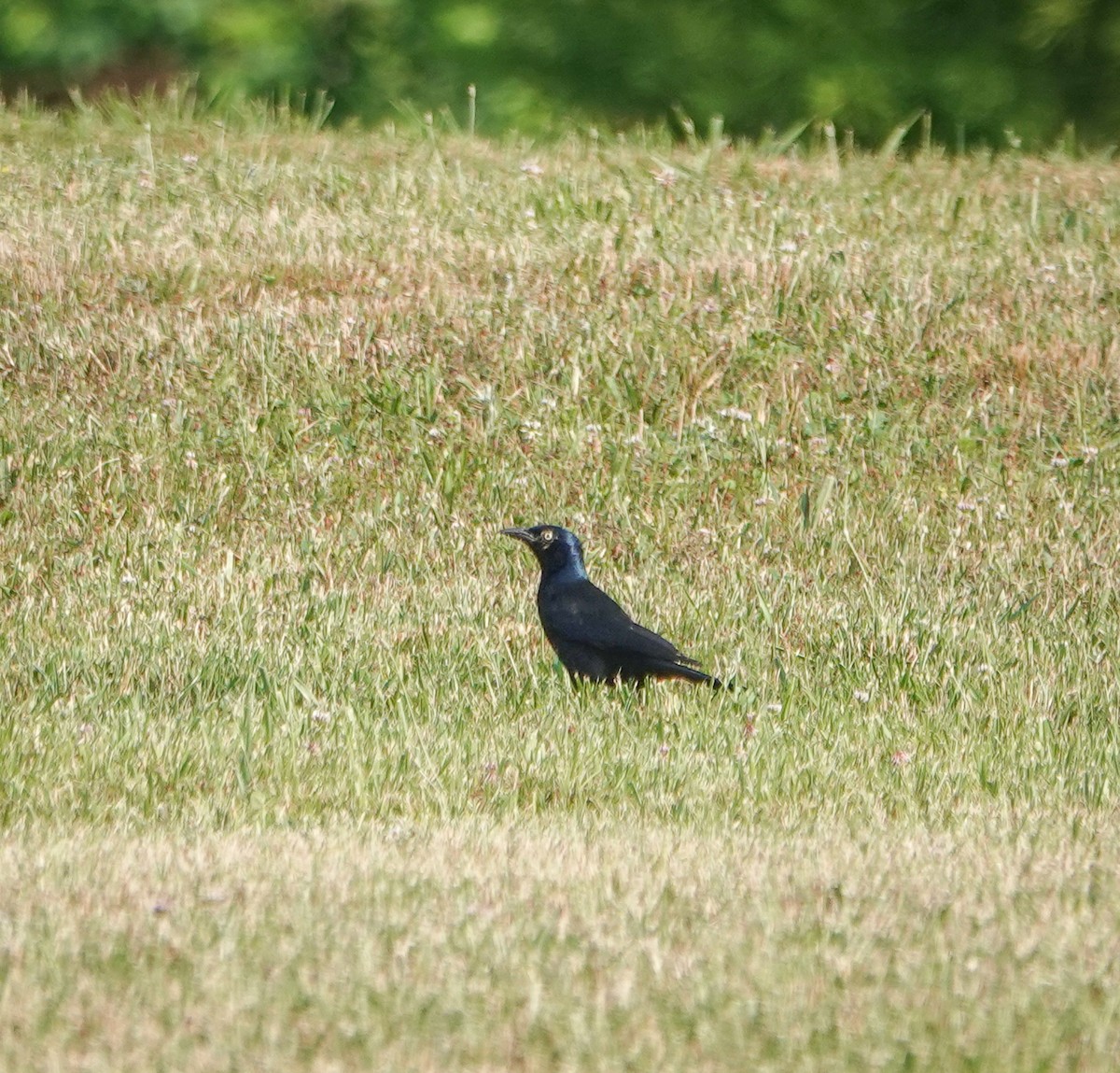 Common Grackle - ML585556371