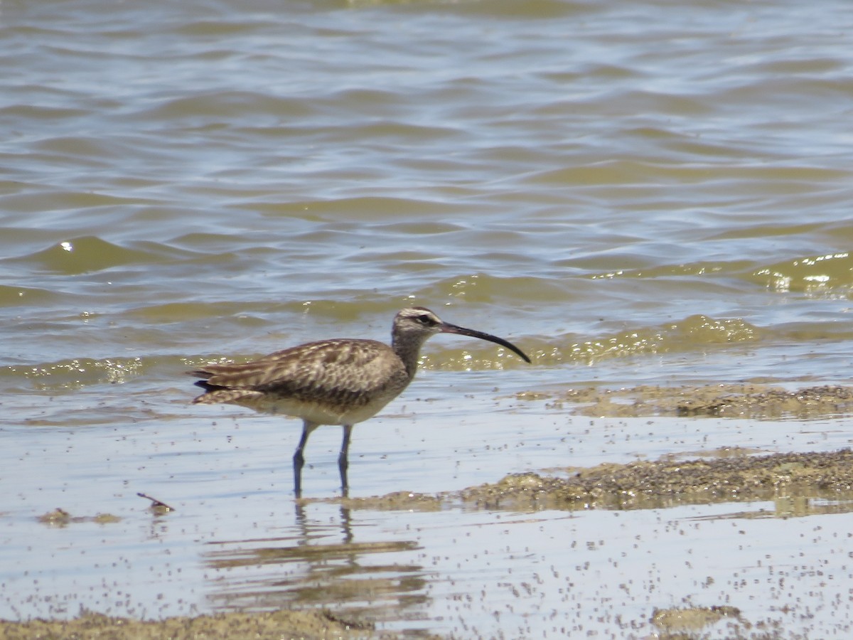 Whimbrel - ML585556581