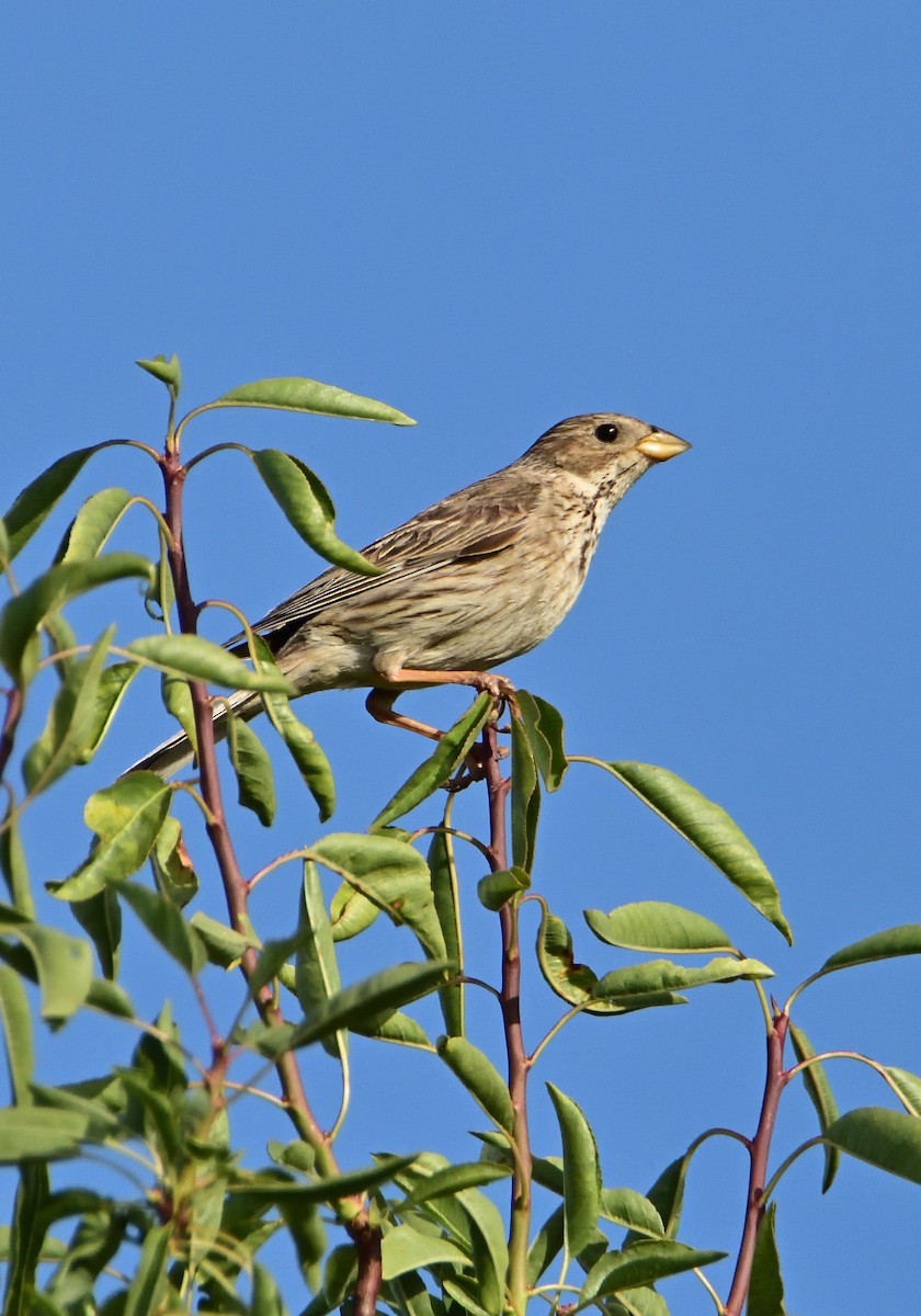 Corn Bunting - Mu Sano