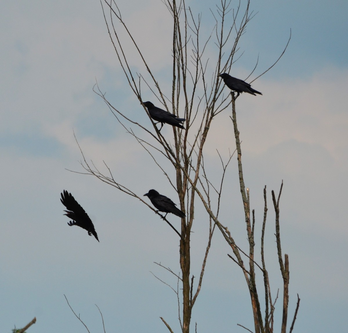 Common Raven - ML585557501