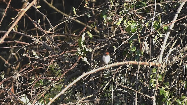 Gray-sided Bush Warbler - ML585557751