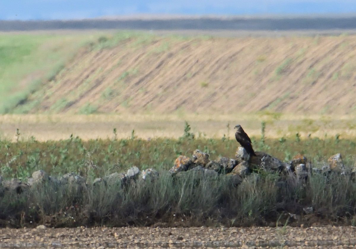 Black Kite - ML585558381